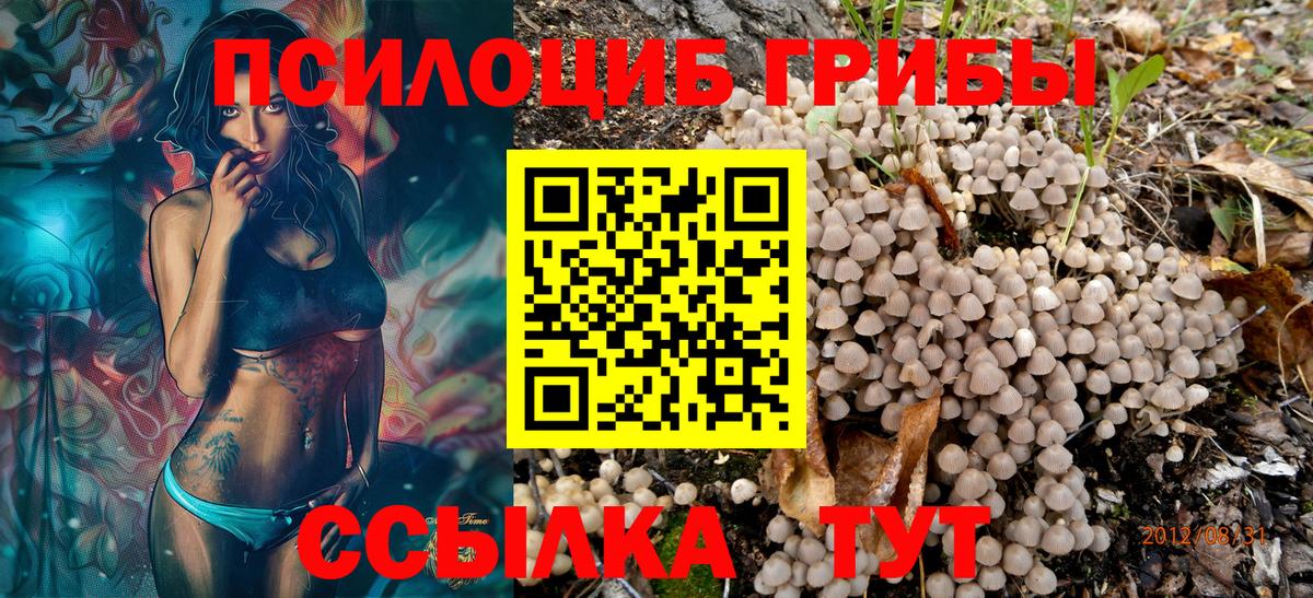 Галлюциногенные грибы Psilocybe Майкоп